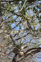 Tillandsia elusiva