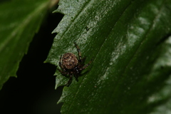 Dipoena melanogaster