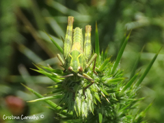 Chorthippus binotatus