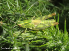 Chorthippus binotatus