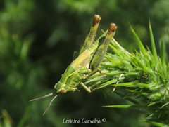 Chorthippus binotatus