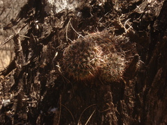 Mammillaria wagneriana