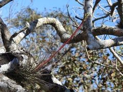 Tillandsia juncea
