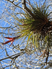 Tillandsia zoquensis