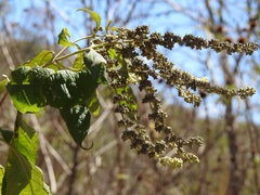 Buddleja americana