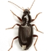 Agonum punctiforme - Photo (c) Mike Quinn, Austin, TX, some rights reserved (CC BY-NC), uploaded by Mike Quinn, Austin, TX