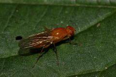 Psila