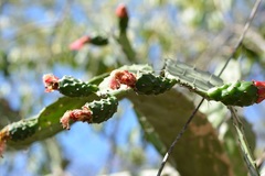 Opuntia dejecta