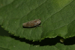 Speudotettix subfusculus