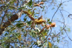 Combretum fruticosum