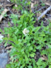 Valeriana californica