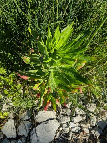 pupalka dvojročná (Oenothera biennis)