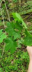 Acer platanoides