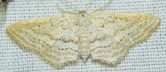 Idaea elongaria