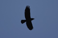 Corvus monedula cirtensis