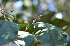 Croton guatemalensis
