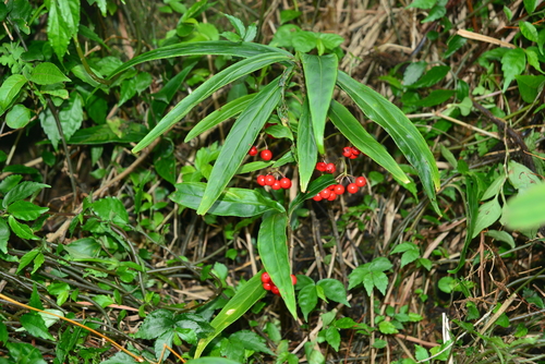 Ardisia crispa iNat (1)
