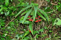 Ardisia crispa