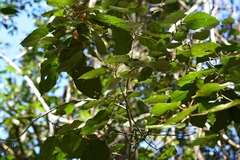 Croton guatemalensis