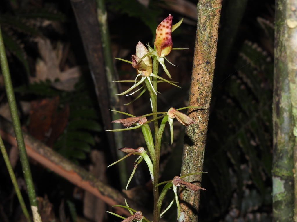Cryptostylis taiwaniana