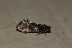 Narycia duplicella