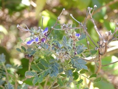 Marina spiciformis
