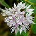 Narrowleaf Onion - Photo (c) James Gaither, some rights reserved (CC BY-NC-ND)