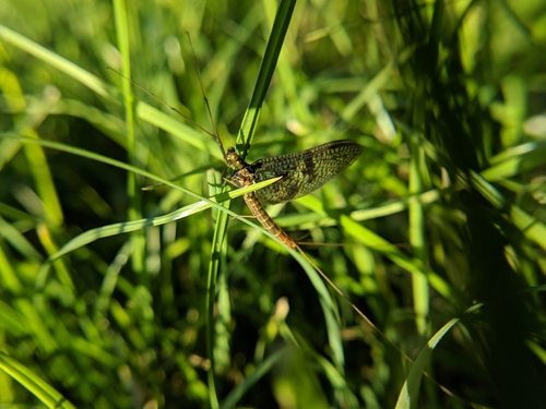 podenka obyčajná (Ephemera vulgata)