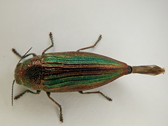Buprestis striata