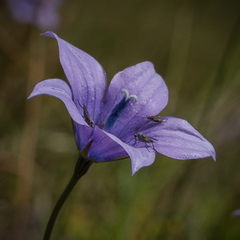 Wahlenbergia krebsii