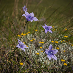 Wahlenbergia krebsii