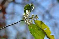 Heteropterys laurifolia