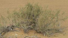 Haloxylon salicornicum