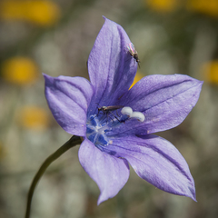 Wahlenbergia krebsii