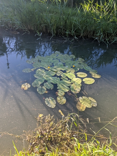 Žuti lokvan (Nuphar lutea)