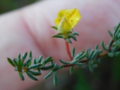 Aspalathus juniperina