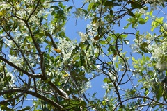 Heteropterys laurifolia
