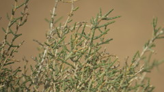 Haloxylon salicornicum