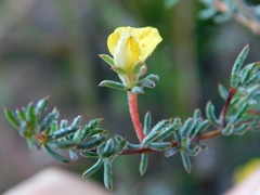 Aspalathus juniperina