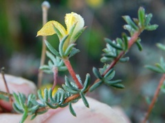 Aspalathus juniperina