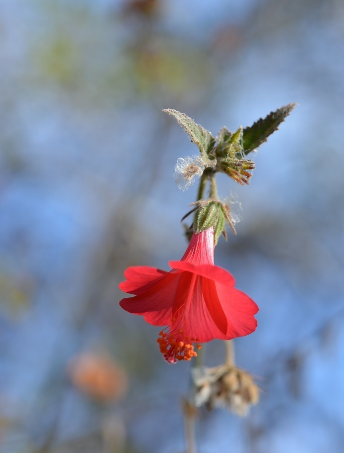 Poeppig's Rosemallow