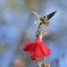 Poeppig's Rosemallow - Photo (c) Neptalí Ramírez Marcial, some rights reserved (CC BY), uploaded by Neptalí Ramírez Marcial
