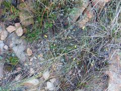 Aspalathus juniperina