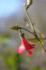 Hibiscus poeppigii