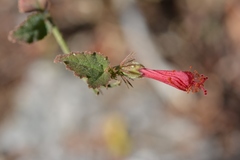 Hibiscus poeppigii