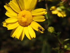 Trapezonotus ullrichi