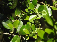 Eugenia acapulcensis