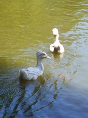 Anas platyrhynchos domesticus