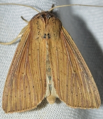 Leucania joannisi