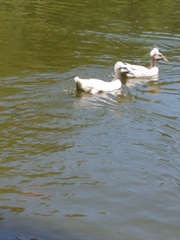 Anas platyrhynchos domesticus